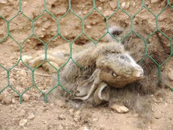 La FAC denuncia el cruel exterminio de centenares de conejos por parte de Adif